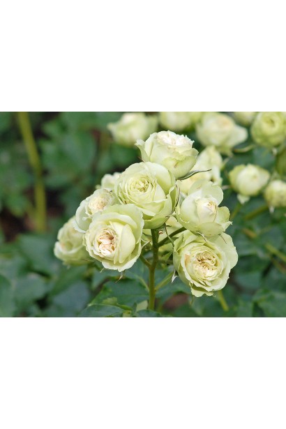 Троянда зелена Лавлі Грін